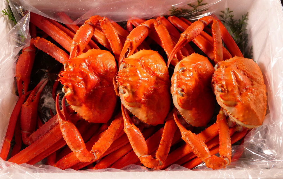 紅ズワイガニ